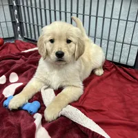 Feta, a female Golden Retriever for sale in Earling, IA – Photo 2 of 3