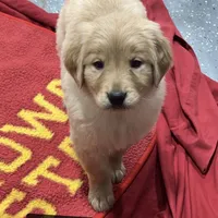 Feta, a female Golden Retriever for sale in Earling, IA – Photo 3 of 3