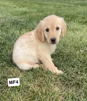 Montana , a female Golden Retriever for sale in Earling, IA – 3 of 3
