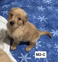 Ant, a male Golden Retriever for sale in Earling, IA – 1 of 4