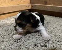 Daphne, a female Yorkshire Terrier for sale in Earling, IA – 1 of 3