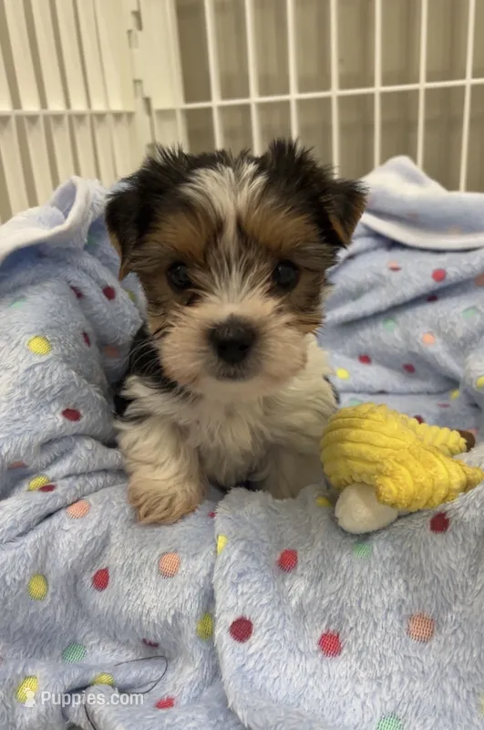 Duncan – Yorkshire Terrier puppy for sale in Earling, IA