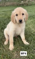 Montana , a female Golden Retriever for sale in Earling, IA – 2 of 3
