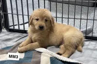 Rip, a male Golden Retriever for sale in Earling, IA – 3 of 3