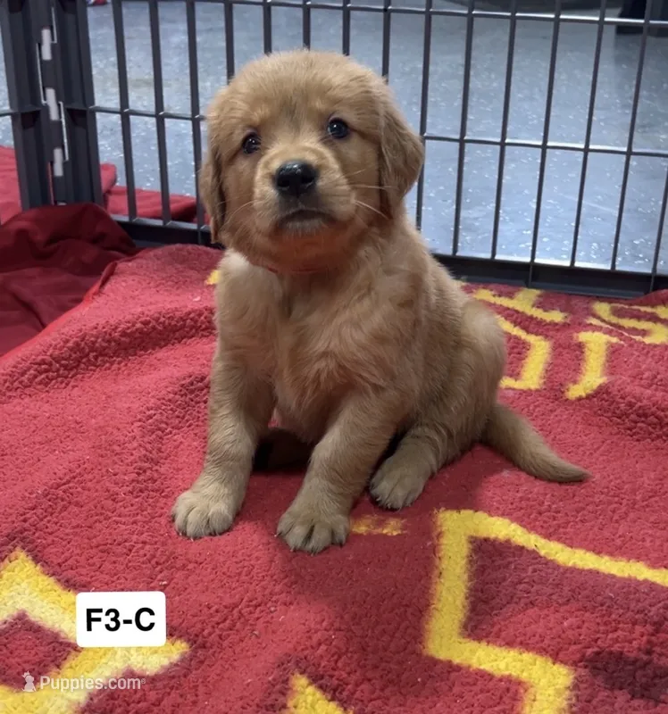 Dahlia – Golden Retriever puppy for sale in Earling, IA