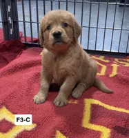 Dahlia, a female Golden Retriever for sale in Earling, IA – 1 of 2