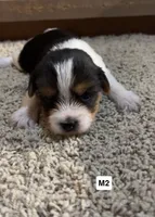 Duncan, a male Yorkshire Terrier for sale in Earling, IA – 4 of 4