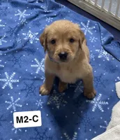 Ant, a male Golden Retriever for sale in Earling, IA – 3 of 4