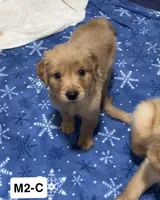 Ant, a male Golden Retriever for sale in Earling, IA – 2 of 4