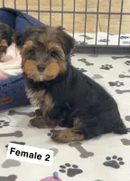 Maggie, a female Yorkshire Terrier for sale in Earling, IA – 5 of 5