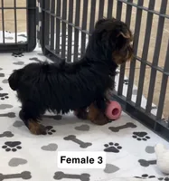 Whitney, a female Yorkshire Terrier for sale in Earling, IA – 4 of 4