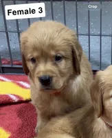 Dahlia, a female Golden Retriever for sale in Earling, IA – 2 of 2