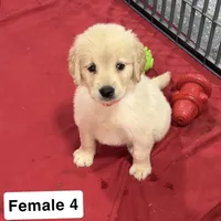 Brinley, a female Golden Retriever for sale in Earling, IA – 4 of 4