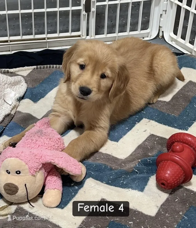 Emma  – Golden Retriever puppy for sale in Earling, IA