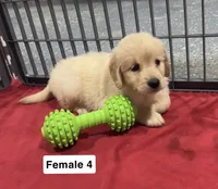 Brinley, a female Golden Retriever for sale in Earling, IA – 2 of 4