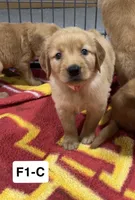 Poppy, a female Golden Retriever for sale in Earling, IA – 2 of 3