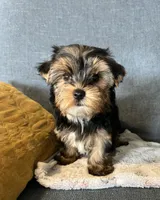Baxter , a male Yorkshire Terrier for sale in Earling, IA – 2 of 5