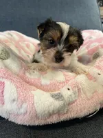 Gemma, a female Yorkshire Terrier for sale in Earling, IA – 5 of 6