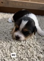 Duncan, a male Yorkshire Terrier for sale in Earling, IA – 3 of 4