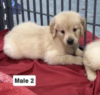 Bentley, a male Golden Retriever for sale in Earling, IA – 2 of 4