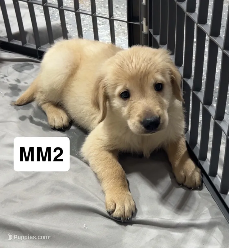Tex – Golden Retriever puppy for sale in Earling, IA