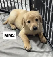 Tex, a male Golden Retriever for sale in Earling, IA – 1 of 3