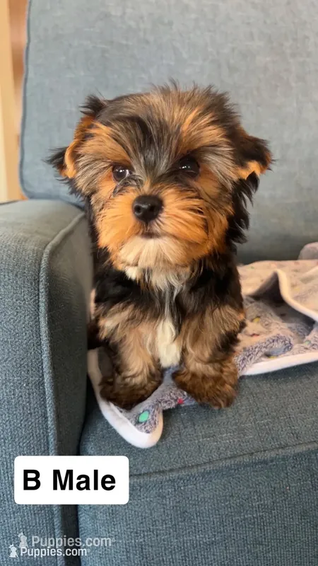 Baxter  – Yorkshire Terrier puppy for sale in Earling, IA