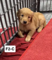 Violet, a female Golden Retriever for sale in Earling, IA – 3 of 3