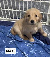Cade, a male Golden Retriever for sale in Earling, IA – 4 of 4