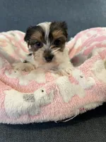 Gemma, a female Yorkshire Terrier for sale in Earling, IA – 4 of 6