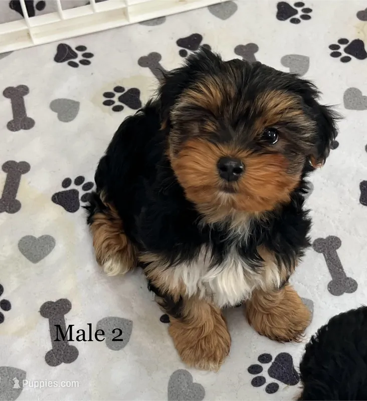 Mr Big – Yorkshire Terrier puppy for sale in Earling, IA