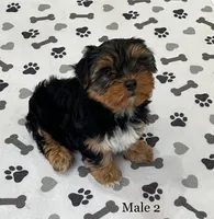 Mr Big, a male Yorkshire Terrier for sale in Earling, IA – Photo 1 of 5