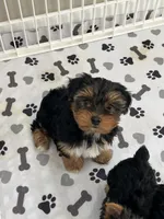 Mr Big, a male Yorkshire Terrier for sale in Earling, IA – Photo 5 of 5