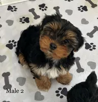 Mr Big, a male Yorkshire Terrier for sale in Earling, IA – Photo 4 of 5