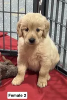 Bailey, a female Golden Retriever for sale in Earling, IA – 4 of 4