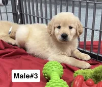  Baxter, a male Golden Retriever for sale in Earling, IA – 4 of 4