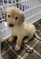 Cheyenne, a female Golden Retriever for sale in Earling, IA – 3 of 3
