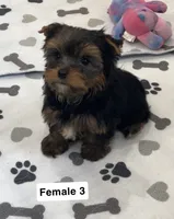 Whitney, a female Yorkshire Terrier for sale in Earling, IA – 2 of 4