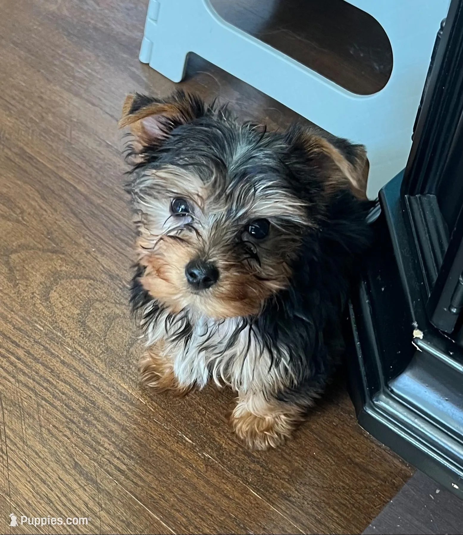 Stewart, a male Yorkshire Terrier for sale in Earling, IA – Photo 2 of 7