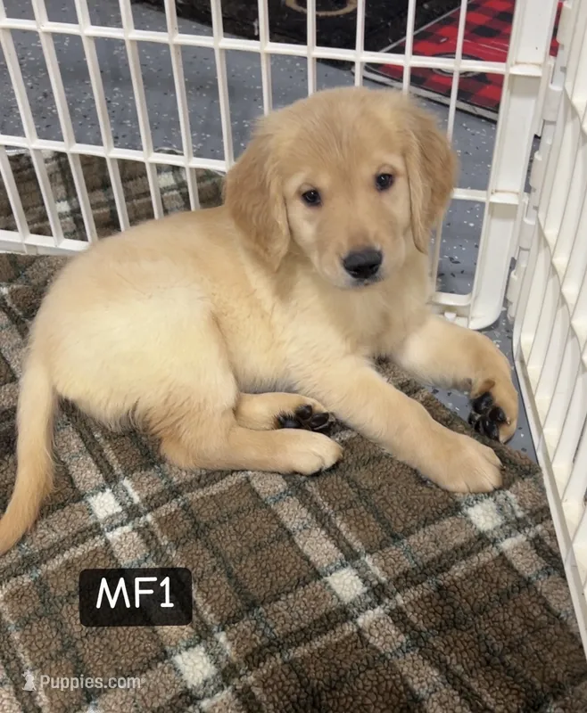 Cheyenne – Golden Retriever puppy for sale in Earling, IA