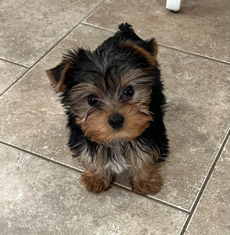 Stewart – Yorkshire Terrier puppy for sale in Earling, IA