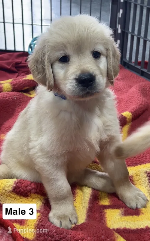  Baxter – Golden Retriever puppy for sale in Earling, IA
