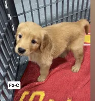 Violet, a female Golden Retriever for sale in Earling, IA – 2 of 3