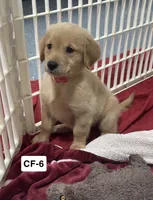 Rose, a female Golden Retriever for sale in Earling, IA – 2 of 4