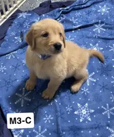 Cade, a male Golden Retriever for sale in Earling, IA – 2 of 4