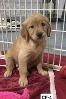 Lily, a female Golden Retriever for sale in Earling, IA – 3 of 4