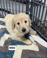 Tex, a male Golden Retriever for sale in Earling, IA – 2 of 3
