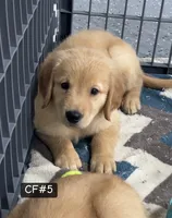 Daisy, a female Golden Retriever for sale in Earling, IA – 3 of 3