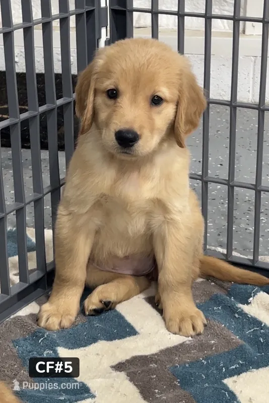 Daisy – Golden Retriever puppy for sale in Earling, IA
