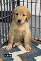 Daisy, a female Golden Retriever for sale in Earling, IA – 1 of 3